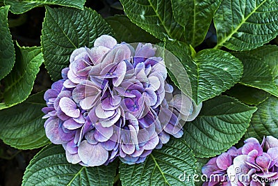 Closeup of bunch of multicolor hydrangea flowers with leaves in the garden background. Purple hydrangea floral plant in the park Stock Photo