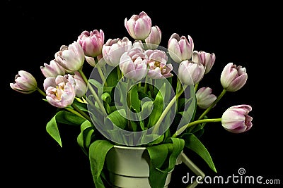 Closeup of a bunch of pink tulips in an art deco vase with black background Stock Photo