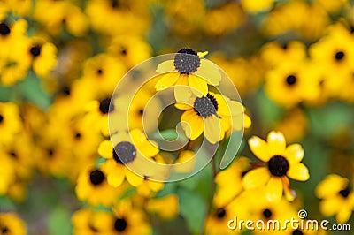 Closeup of a bunch of small yellow flowers Stock Photo