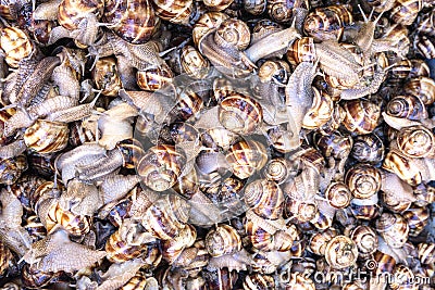 Closeup, bunch of snails, top view. Background Stock Photo