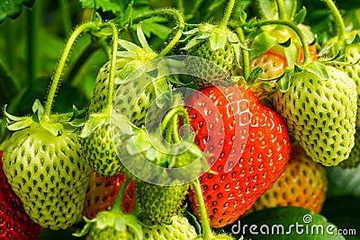 View of a bunch of strawberries with unripe and ripe berries Stock Photo