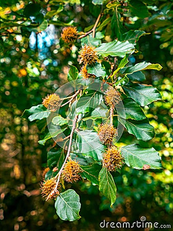 A closeup of the burdock plant Stock Photo