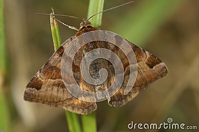 Closeup of the burnet companion moth on a plant stem, Euclidian glyphic Stock Photo