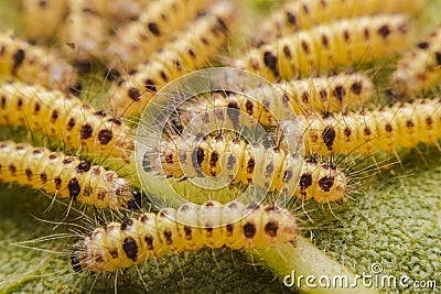 Closeup Butterfly caterpillars have a lot of hair on sunflower leaves Stock Photo