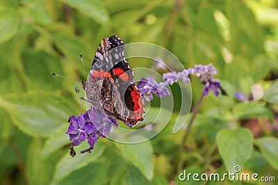 Closeup of a Colorful Butterfly on a Flower Stock Photo