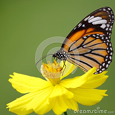 Closeup butterfly on flower nature background Stock Photo