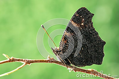 Closeup butterfly on twig on green background Stock Photo