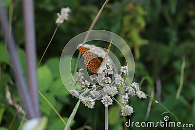 Closeup butterfly on white flower in pure nature Stock Photo
