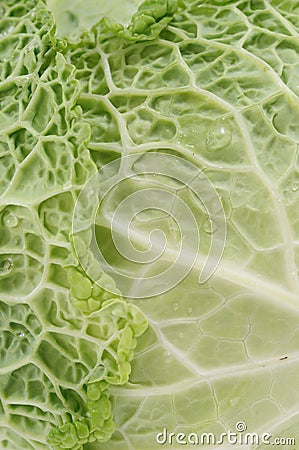 Macro shot of green cabbage leaf with water drops Stock Photo