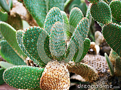 Closeup cactus Bunny ear plant Opuntia microdasys ,Opuntioid cacti ,heart shaped ,Indian fig ,smooth Mountain Prickly Pear Stock Photo