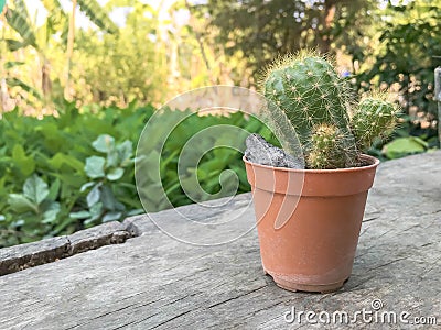 Closeup cactus with spines thorns leaves with stiff ends Stock Photo