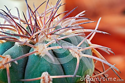 Closeup cactus stem with sharp spines. Areoles green cactus with prickles. Stock Photo