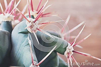 Closeup cactus stem showing sharp spines. Areoles cactus with red prickles. Stock Photo