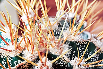 Closeup cactus stem showing sharp spines, top view. Areoles cactus with yellow prickles. Stock Photo