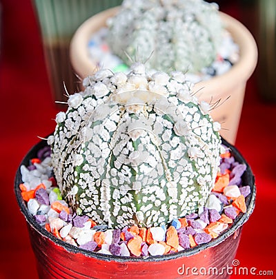 Closeup cactus with yellow spines thorns leaves with stiff ends Stock Photo