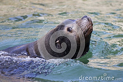 Closeup of a califorian sea lion Stock Photo