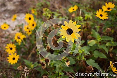 Closeup of California brittlebushes in a field under the sunlight with a blurry background Stock Photo