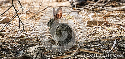 Closeup of a Californian brush rabbit (Sylvilagus bachmani) on the ground Stock Photo