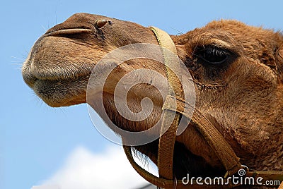 Camel face closeup Stock Photo