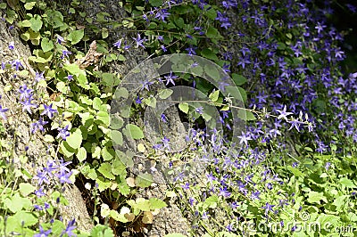 Campanula poscharskyana with blue flowers Stock Photo