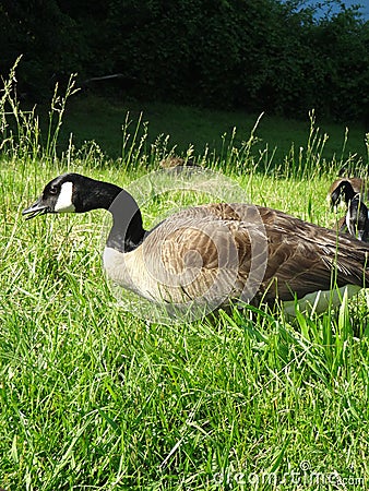 Closeup of Canadian Geese Grazing Stock Photo