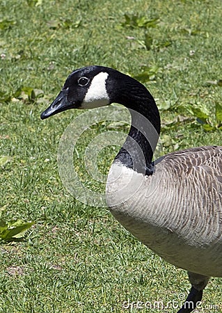 Closeup Canadian Goose Stock Photo