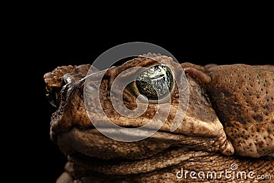 Closeup Cane Toad - Bufo marinus, giant neotropical, marine, Black Stock Photo