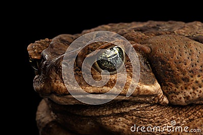 Closeup Cane Toad - Bufo marinus, giant neotropical, marine, Black Stock Photo