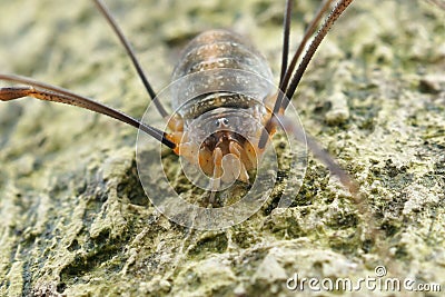 Closeup on Canestrinii's harvestman, Opilio canestrinii, sitting Stock Photo