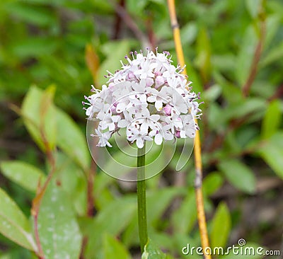 Capitate Valarian Flower Stock Photo