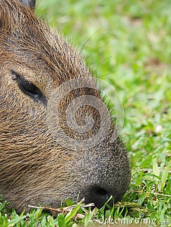 Closeup of a Capybara head, a vertical shot Stock Photo