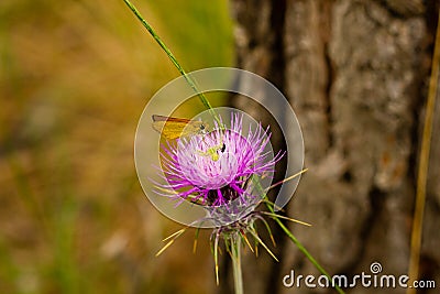 Closeup of Carduus plant flower with butterfly, beetle and spider Stock Photo