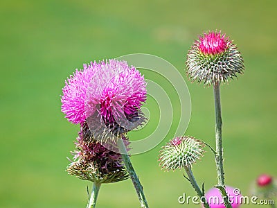 Carduus seminudus flowers wild in nature , green background Stock Photo