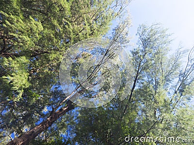 Closeup of casuarina trees and leaves Stock Photo