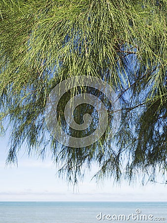 Closeup of casuarina trees and leaves Stock Photo