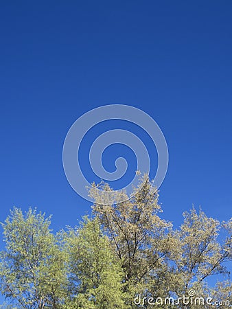 Closeup of casuarina trees and leaves Stock Photo