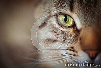 Closeup of cat face. Fauna background Stock Photo