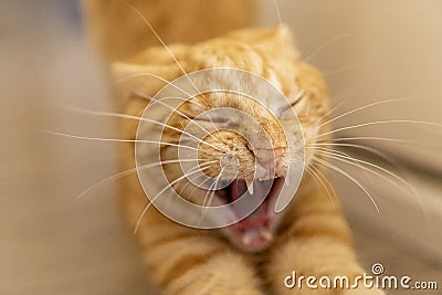 Closeup cat face with tooths on sight. Angry face on a blurred background Stock Photo