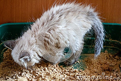 Cat overweight constipated sick trying to go to the bathroom Stock Photo