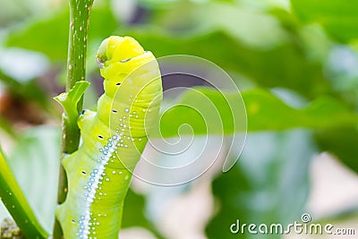 Closeup Caterpillar, Big green worm on the tree Stock Photo