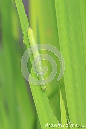 Closeup of a caterpillar or larva of a angle shades moth Phlogophora meticulosa Stock Photo