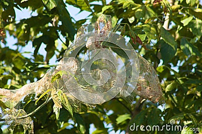 Closeup of caterpillar silk-covered tree with selective focus on foreground Stock Photo