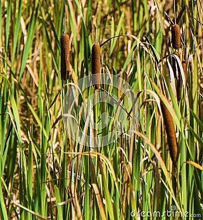 Closeup of Cattails at Pandapas Pond Stock Photo