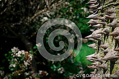 Closeup of ceiba tree thorn trunk Stock Photo