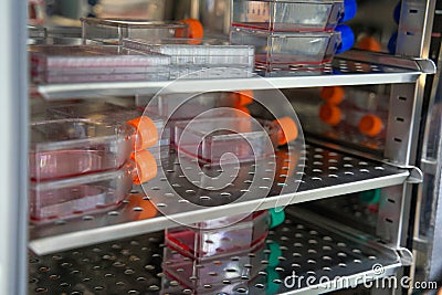 Cell culture flask in the incubator cabinet. Cell culture refers to the removal of cells from an animal or plant and their subsequ Stock Photo