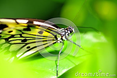 Closeup of Ceylon Tree-Nymph butterfly Stock Photo