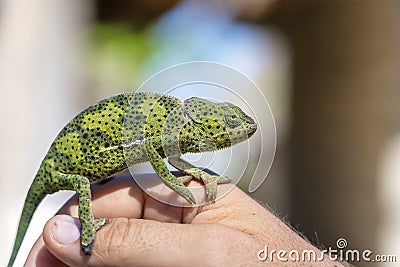 Closeup of a chameleon sitting on a hand on the island of Zanzibar, Tanzania, Africa Stock Photo