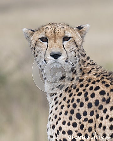 Closeup of cheetah face looking toward the camera with blurred background Stock Photo