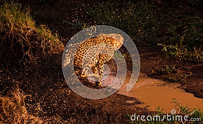 Closeup of a cheetah jumping in water in a meadow in Masai Mara national reserve, Kenya, Africa Stock Photo