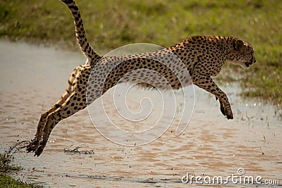 Closeup of a cheetah jumping in water in a meadow in Masai Mara national reserve, Kenya, Africa Stock Photo